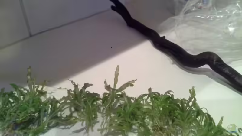 Pflanzen im Aquarium Low tech Riparium von Markaroni (15)