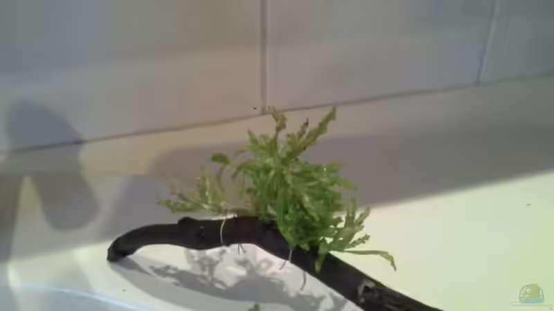 Pflanzen im Aquarium Low tech Riparium von Markaroni (16)