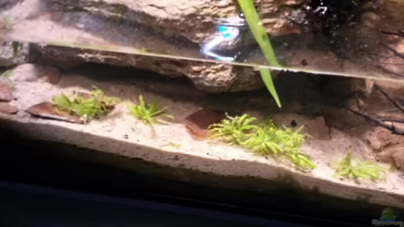 Pflanzen im Aquarium Low tech Riparium von Markaroni (18)