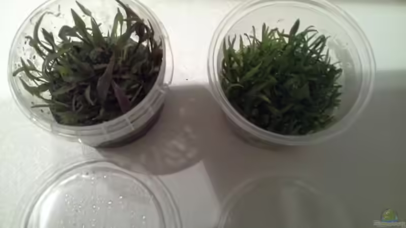 Pflanzen im Aquarium Low tech Riparium von Markaroni (21)