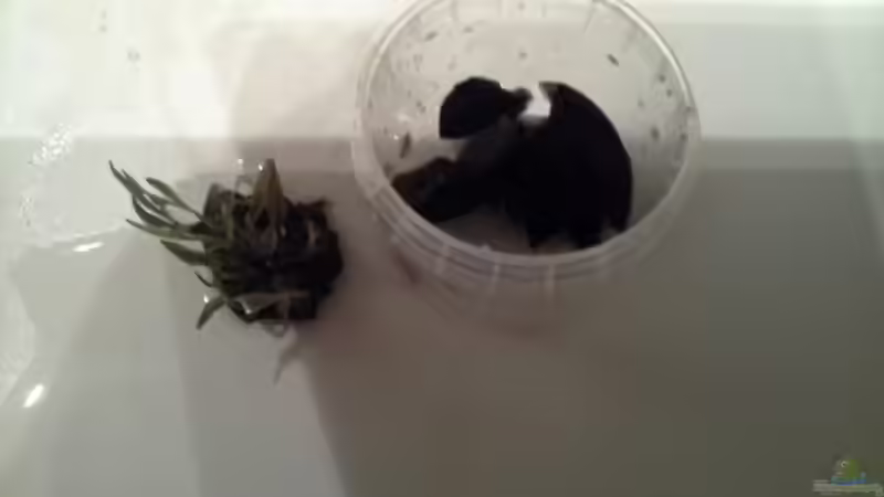 Pflanzen im Aquarium Low tech Riparium von Markaroni (22)