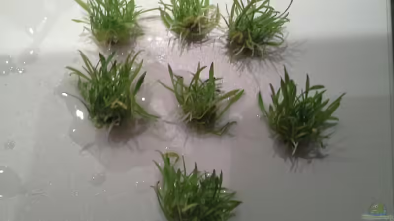 Pflanzen im Aquarium Low tech Riparium von Markaroni (23)