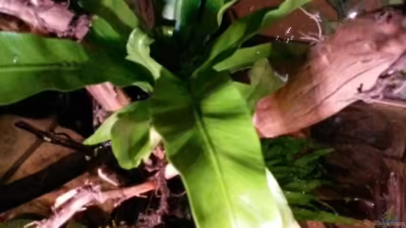 Pflanzen im Aquarium Low tech Riparium von Markaroni (24)