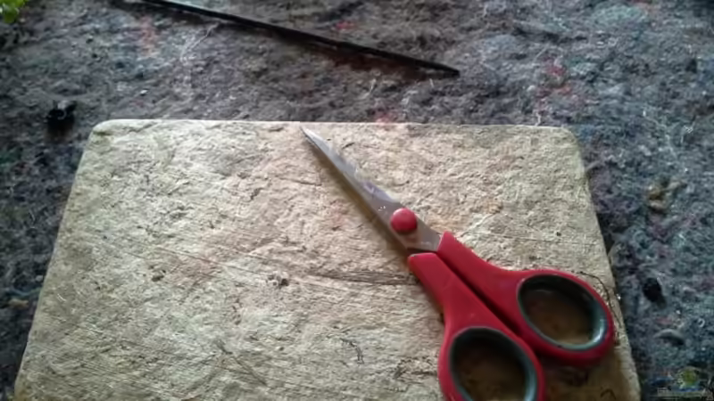 Pflanzen im Aquarium Low tech Riparium von Markaroni (28)