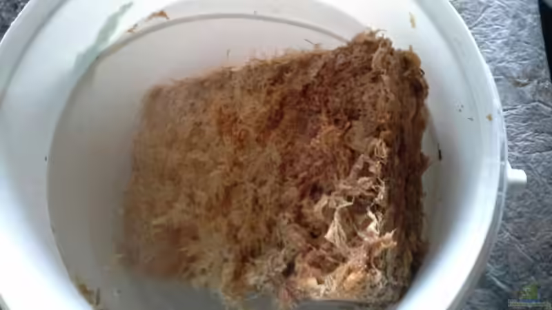 Pflanzen im Aquarium Low tech Riparium von Markaroni (29)