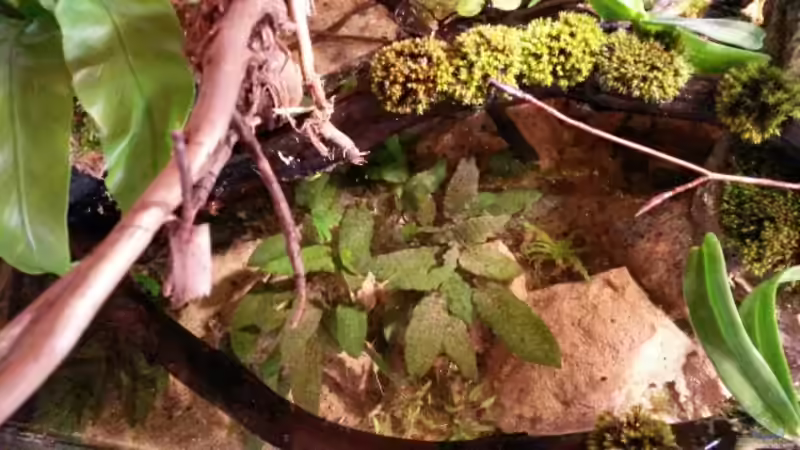 Pflanzen im Aquarium Low tech Riparium von Markaroni (35)