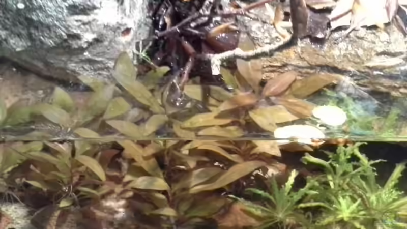 Pflanzen im Aquarium Low tech Riparium von Markaroni (36)