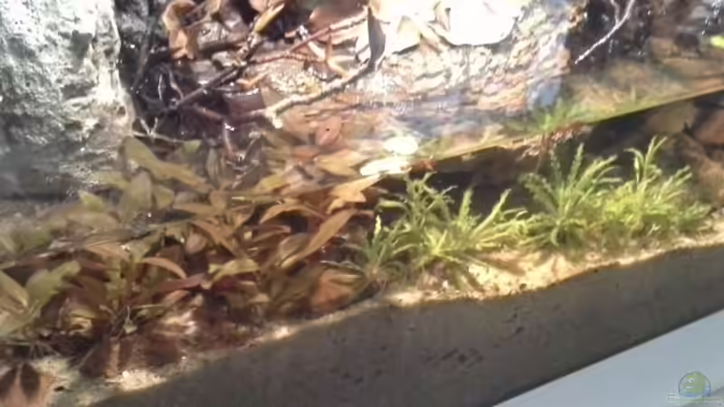 Pflanzen im Aquarium Low tech Riparium von Markaroni (37)