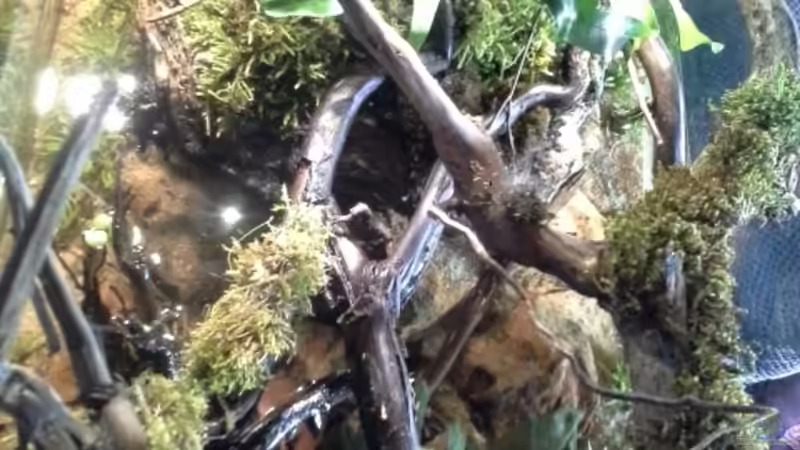 Pflanzen im Aquarium Low tech Riparium von Markaroni (38)