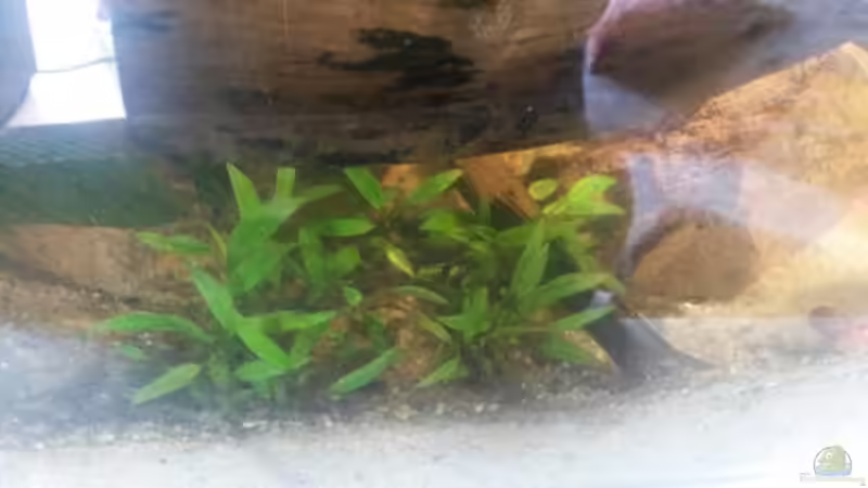 Pflanzen im Aquarium Low tech Riparium von Markaroni (41)
