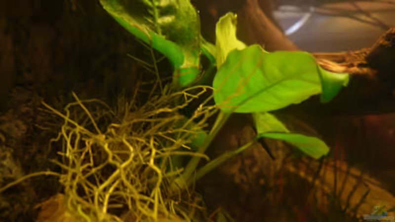 Pflanzen im Aquarium M. r.+A. sp.r.F. von Cichlid Power (6)