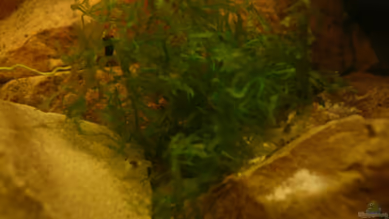 Pflanzen im Aquarium M. r.+A. sp.r.F. von Cichlid Power (7)