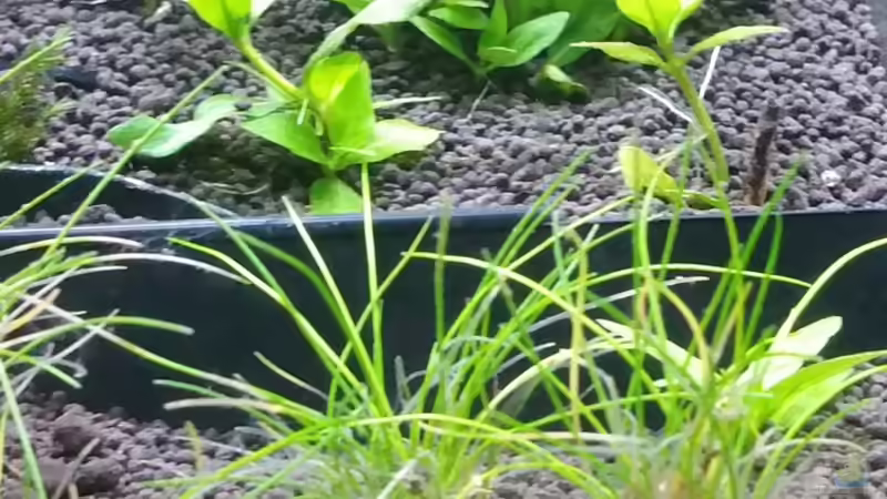 Pflanzen im Aquarium Magic Aquascaping von Dario (10)