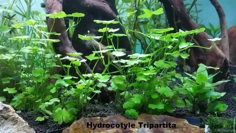 Pflanzen im Aquarium Magic Aquascaping von Dario (5)