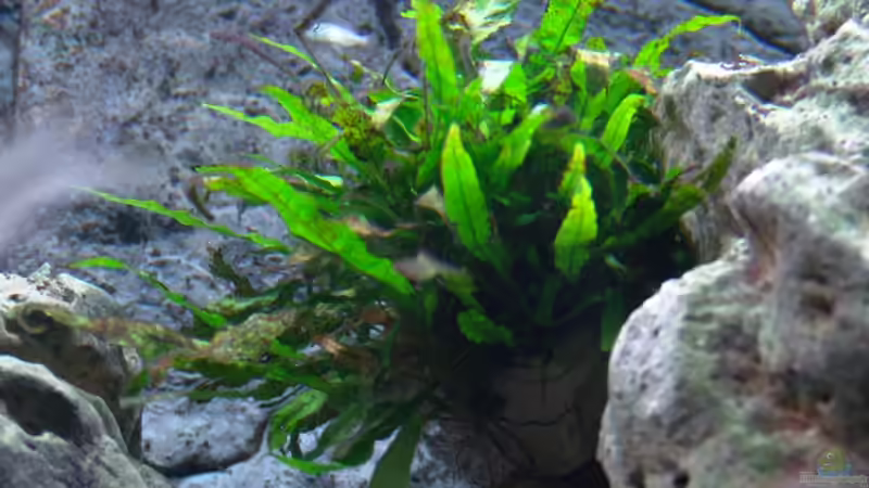 Pflanzen im Aquarium Malawi 1 von Spaceace (3)