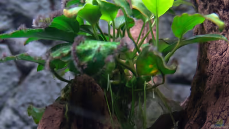 Pflanzen im Aquarium Malawi 1 von Spaceace (4)