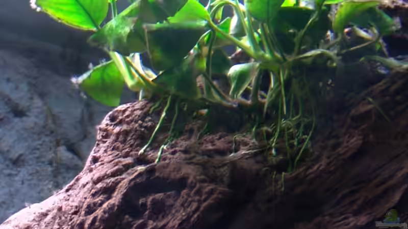 Pflanzen im Aquarium Malawi 1 von Spaceace (5)