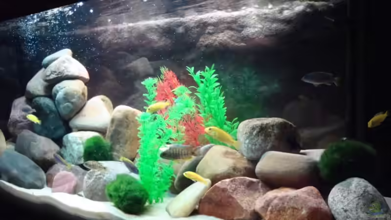 Pflanzen im Aquarium Malawi 200 Liter von Holger Busse (4)