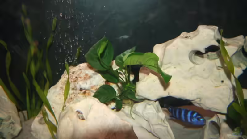 Pflanzen im Aquarium Malawi Becken von Yves Luchsinger (4)