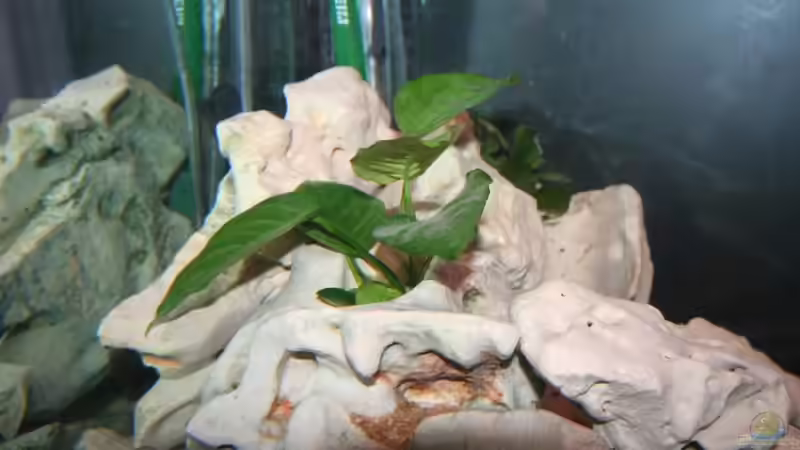 Pflanzen im Aquarium Malawi Becken von Yves Luchsinger (5)