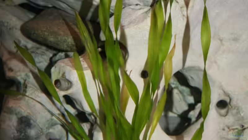 Pflanzen im Aquarium Malawi Becken von Yves Luchsinger (6)