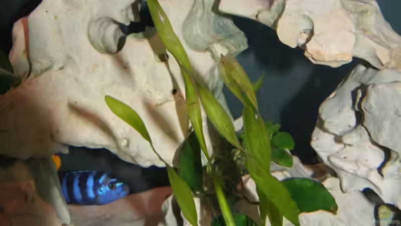 Pflanzen im Aquarium Malawi Becken von Yves Luchsinger (7)