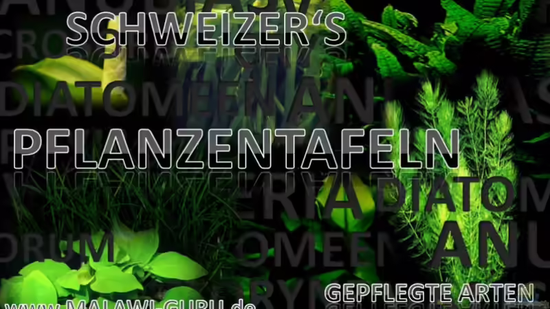 Pflanzen im Aquarium malawi cane brake (nur noch als Beispiel) von Der Schweizer (12)