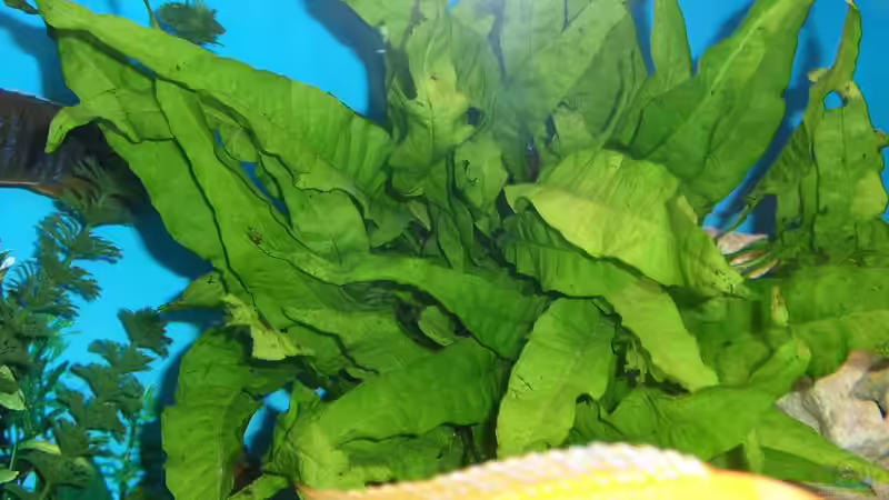 Pflanzen im Aquarium Malawi Juwel von Mark M (23)