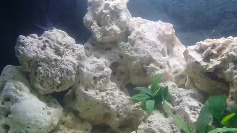 Pflanzen im Aquarium Malawi-Nature von MiCa (3)