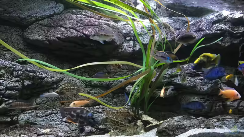 Pflanzen im Aquarium Malawi Purkersdorf von Purki (67)
