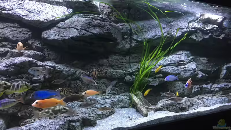 Pflanzen im Aquarium Malawi Purkersdorf von Purki (69)