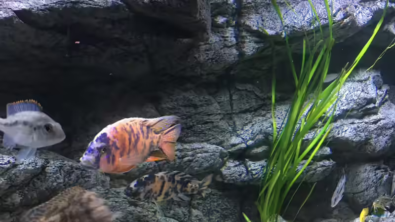 Pflanzen im Aquarium Malawi Purkersdorf von Purki (70)