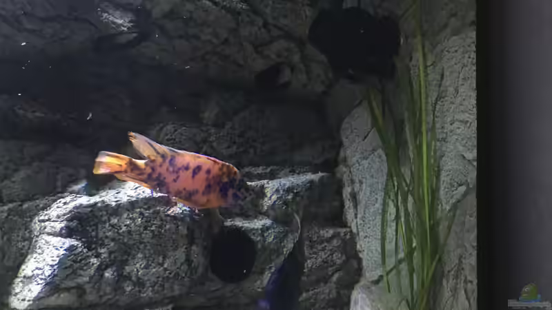 Pflanzen im Aquarium Malawi Purkersdorf von Purki (71)