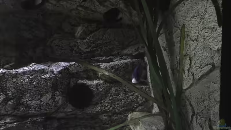 Pflanzen im Aquarium Malawi Purkersdorf von Purki (73)