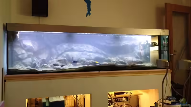 Pflanzen im Aquarium Malawi Reef von Tobias Sch. (31)