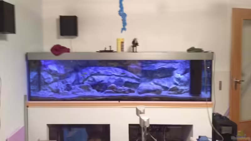 Pflanzen im Aquarium Malawi Reef von Tobias Sch. (32)