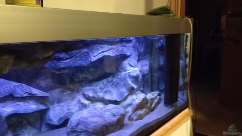 Pflanzen im Aquarium Malawi Reef von Tobias Sch. (33)