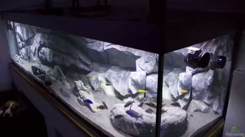 Pflanzen im Aquarium Malawi Reef von Tobias Sch. (34)