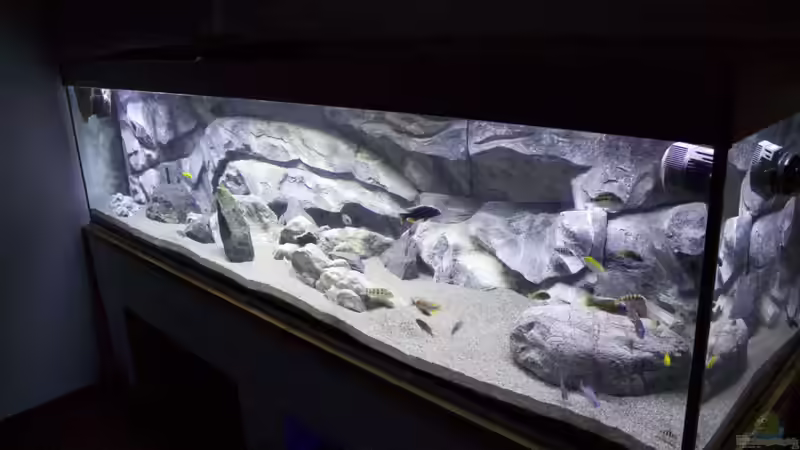 Pflanzen im Aquarium Malawi Reef von Tobias Sch. (35)