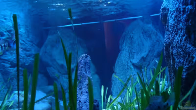 Pflanzen im Aquarium Malawi sandy shore(Nur noch als Beispiel) von TheToxicAvenger (11)