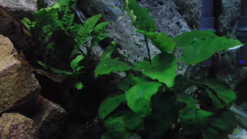 Pflanzen im Aquarium Malawi see von Denny Schubert (7)