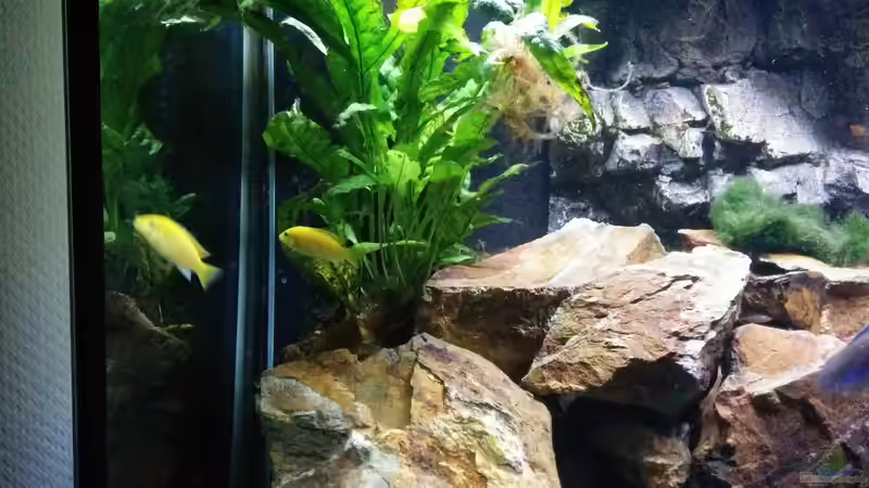 Pflanzen im Aquarium Malawi Sun Rise von FunkyTraut (5)
