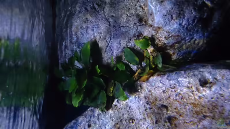 Pflanzen im Aquarium Malawi Übergangszone (Existiert nicht mehr) von Limited (4)