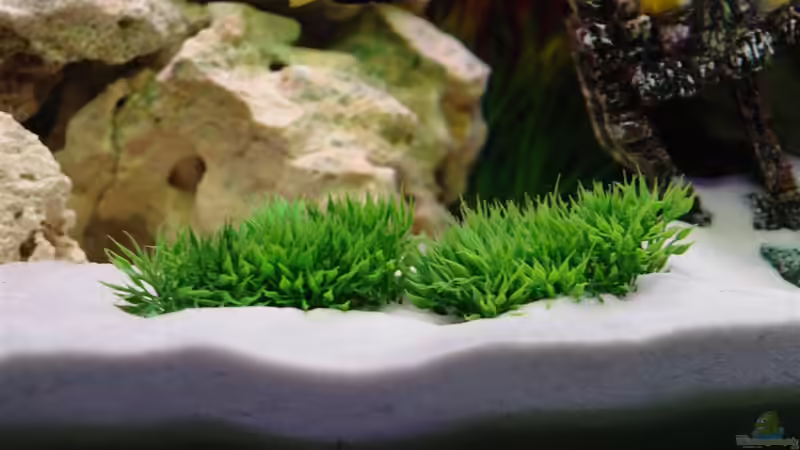 Pflanzen im Aquarium Malawi Vision 260 von Sascha Pfeiff (3)