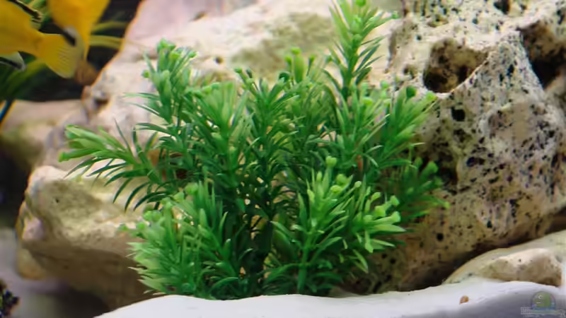 Pflanzen im Aquarium Malawi Vision 260 von Sascha Pfeiff (4)