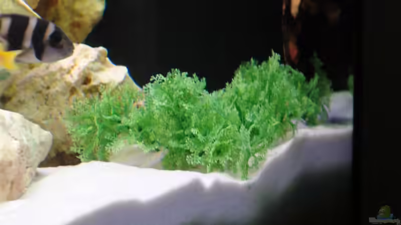 Pflanzen im Aquarium Malawi Vision 260 von Sascha Pfeiff (5)