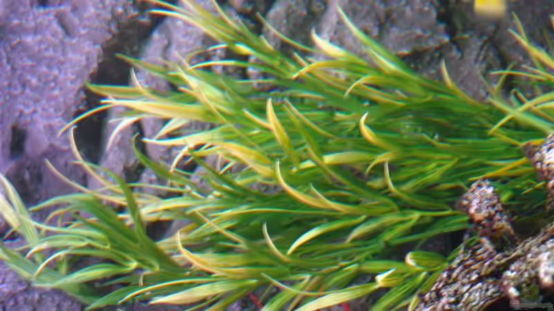 Pflanzen im Aquarium Malawi Vision 260 von Sascha Pfeiff (6)