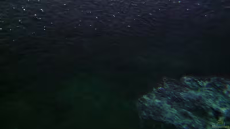 Pflanzen im Aquarium Malawi von Cichlid Power (11)