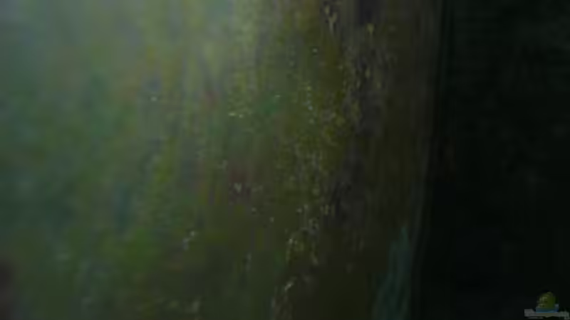 Pflanzen im Aquarium Malawi von Cichlid Power (12)