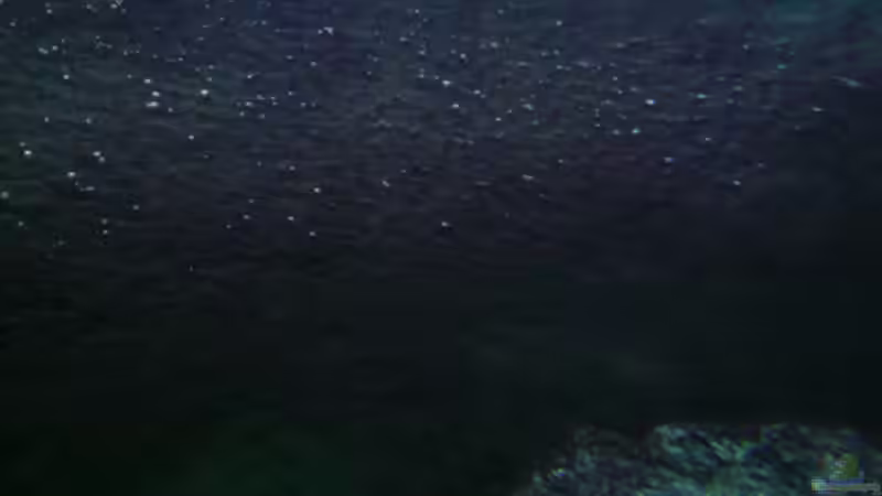 Pflanzen im Aquarium Malawi von Cichlid Power (13)